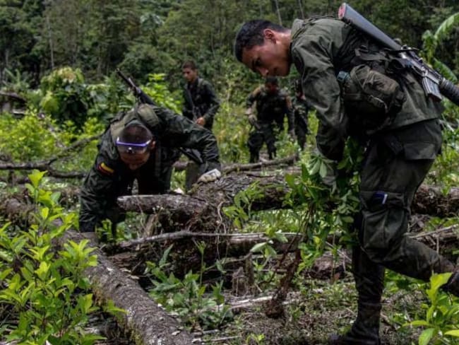 Policía espera erradicar 20 mil hectáreas de cultivos ilícitos antes de finalizar el año