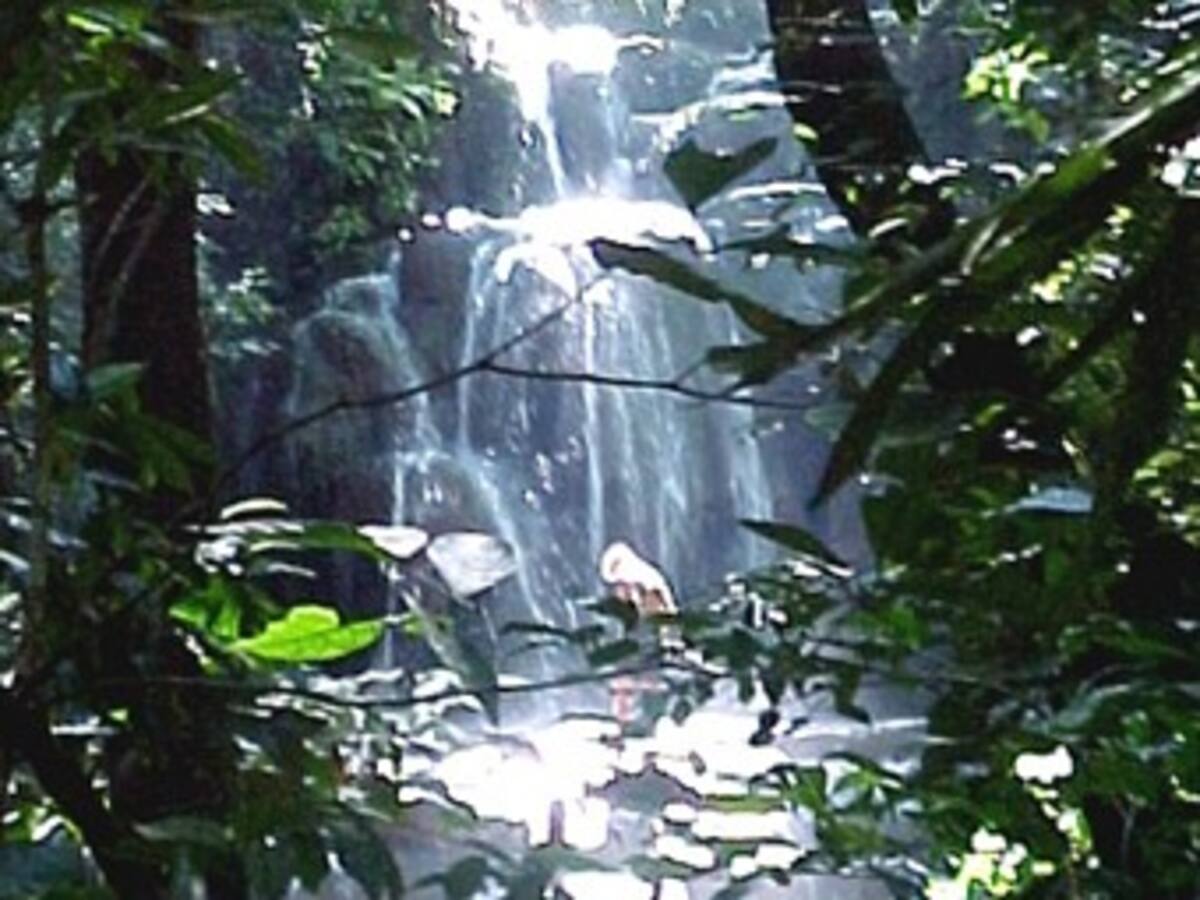 A.Latina posee mayor extensión mundial de bosques para proteger biodiversidad