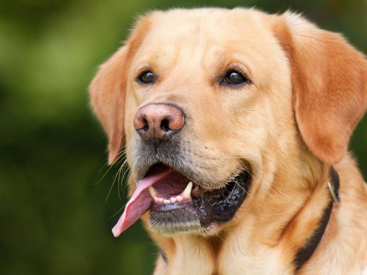 Perros en Polonia están siendo entrenados para detectar el Covid