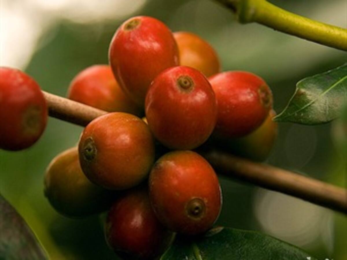 Indicadores diarios del café colombiano