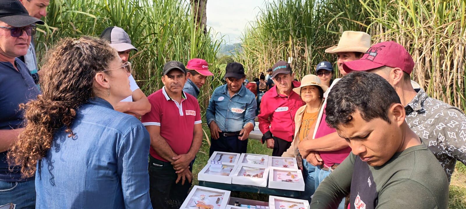Para seguir en esa senda de apoyo al sector panelero, se vienen articulando esfuerzos con entidades aliadas para capacitar a los cañicultores, en aspectos trascendentales que impactarán la calidad del producto final, haciendo la actividad más sostenible y rentable.