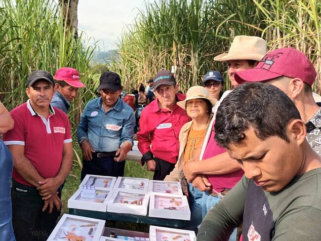 Para seguir en esa senda de apoyo al sector panelero, se vienen articulando esfuerzos con entidades aliadas para capacitar a los cañicultores, en aspectos trascendentales que impactarán la calidad del producto final, haciendo la actividad más sostenible y rentable.