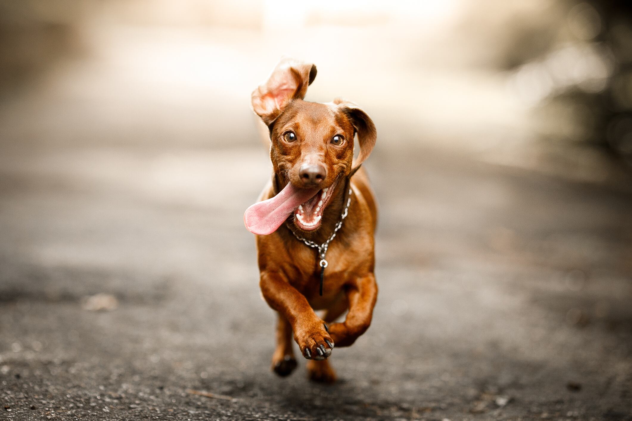 Perro pequeño corriendo en la calle con la lengua afuera (Getty Images)