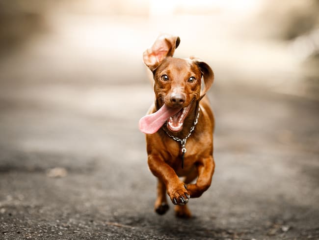 Perro pequeño corriendo en la calle con la lengua afuera (Getty Images)