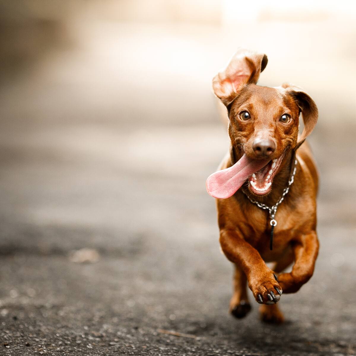 ¿Por qué le dicen ‘firulais’ a los perros? Este es el curioso origen