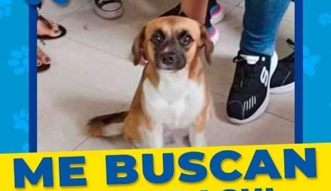 Animales desaparecidos