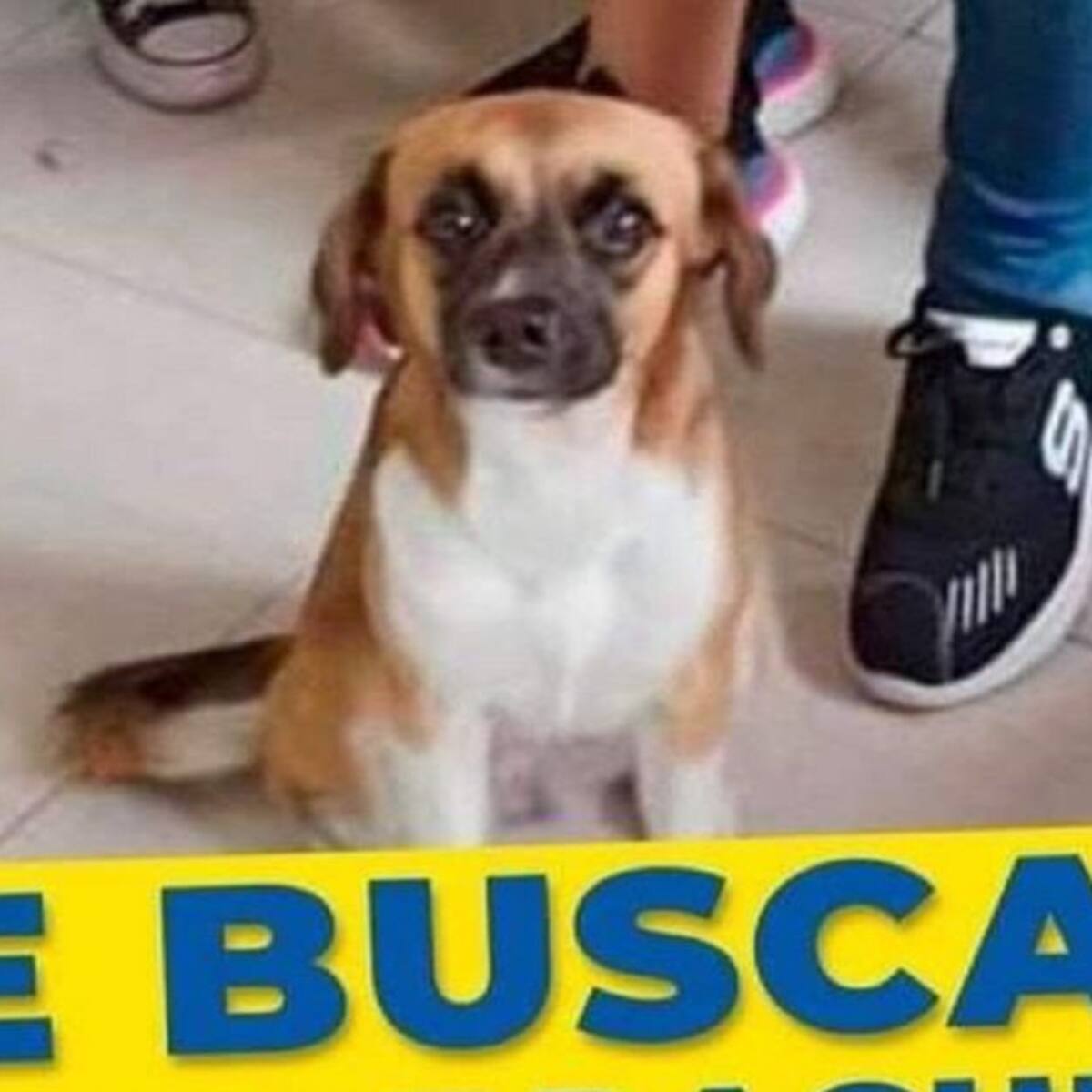 905 mascotas se extraviaron en diciembre por efectos de la pólvora