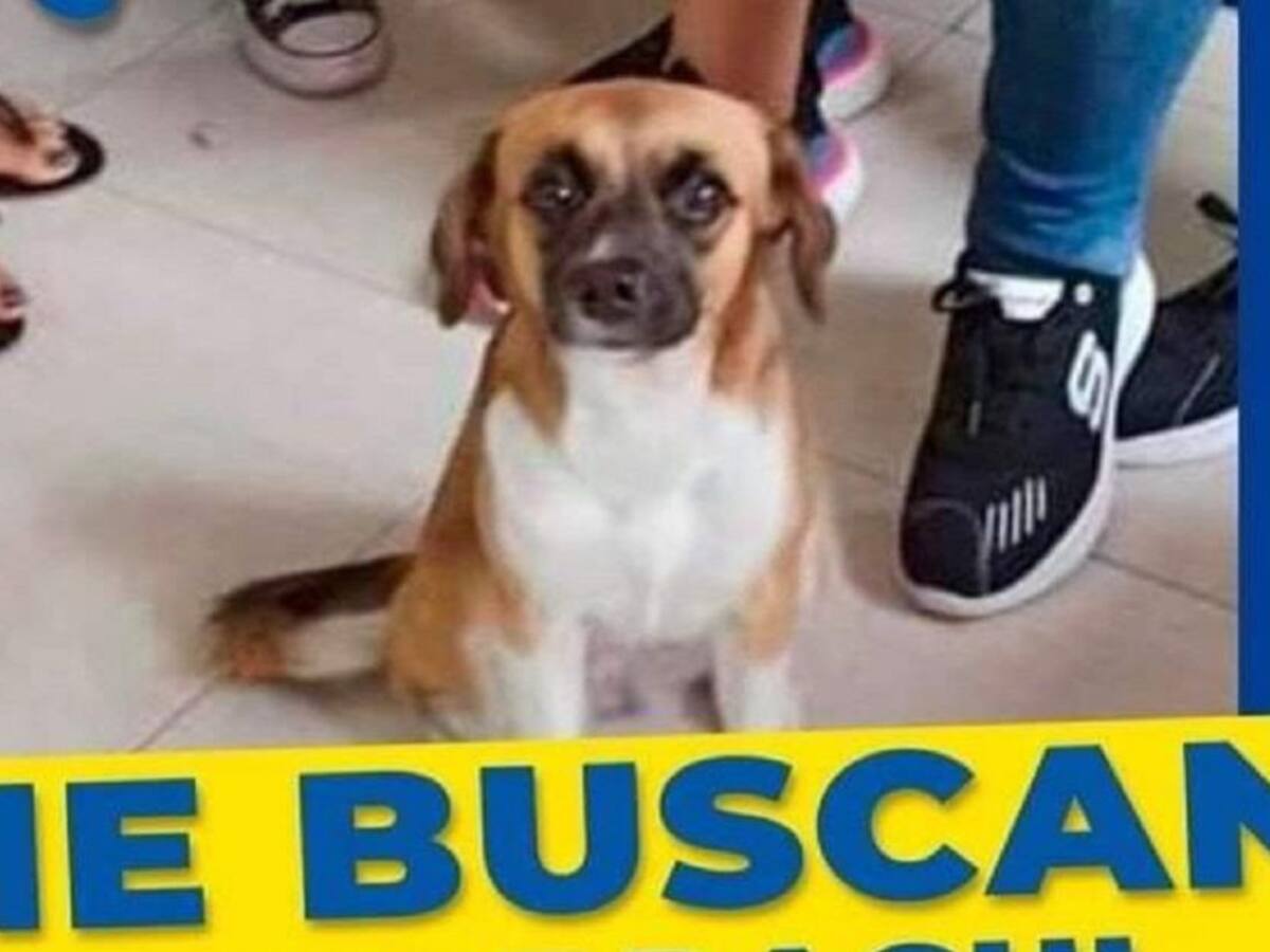905 mascotas se extraviaron en diciembre por efectos de la pólvora