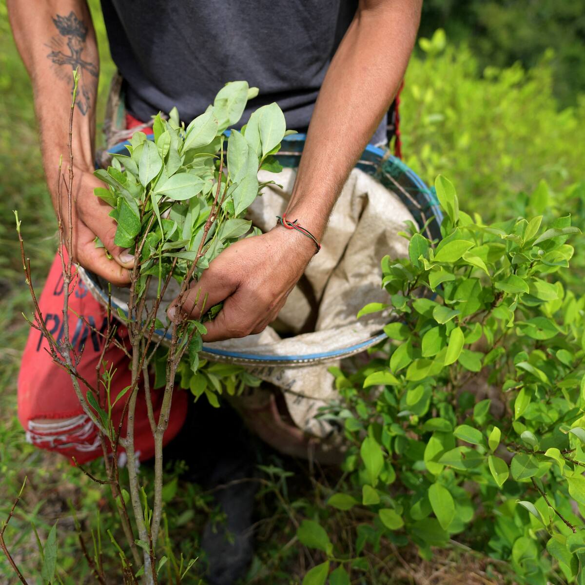 EE.UU. pide a Petro mantener erradicación forzosa en primera evaluación de drogas