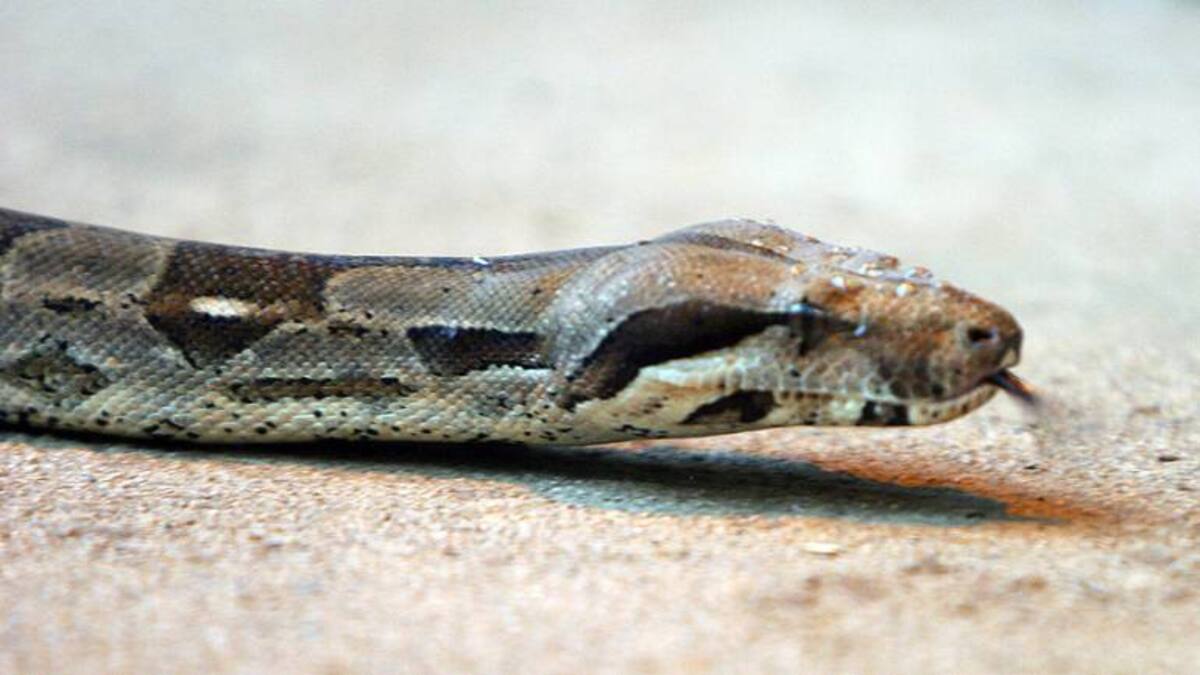 5.000 colombianos son mordidos por serpientes venenosas cada año