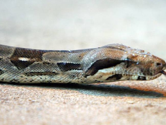 5.000 colombianos son mordidos por serpientes venenosas cada año