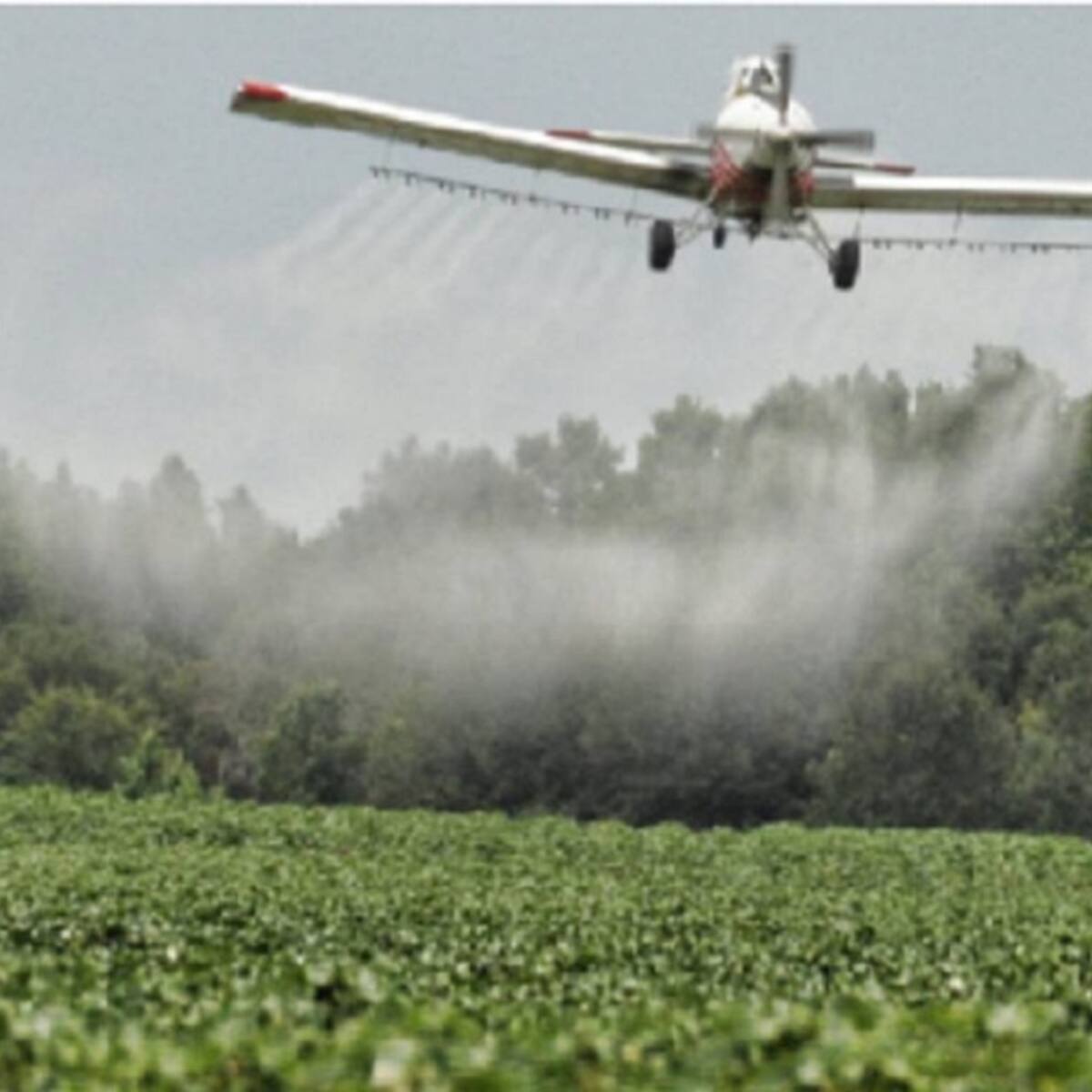 Efectos de posible fumigación con glifosato podría afectar a Venezuela