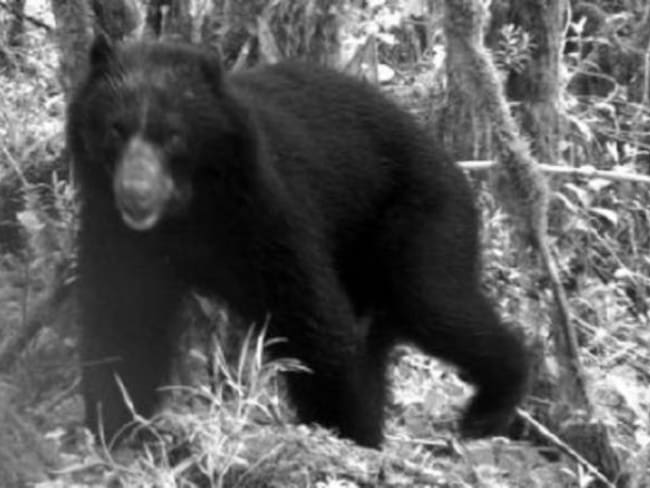 Fue avistado un oso andino en el municipio de Santa Rosa