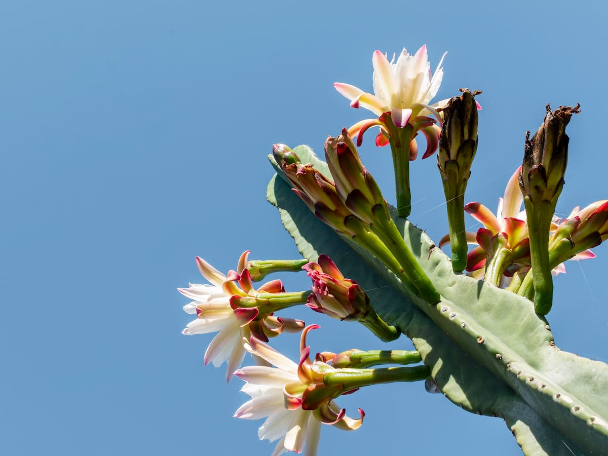 Este es el poco común, pero hermoso cactus orquídea: ¿cómo cuidarlo para que florezca?