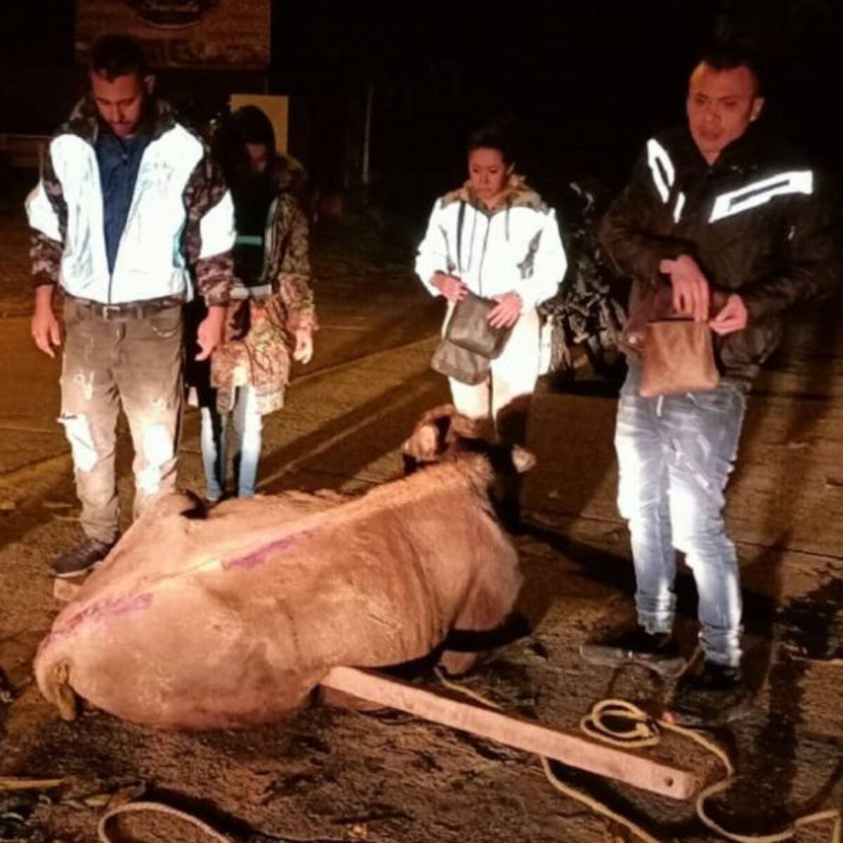De milagro se salva vaca que rodó por ladera en la vía Manizales - Neira