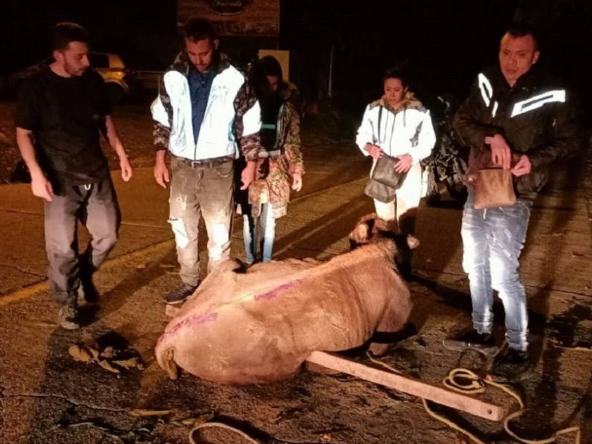 De milagro se salva vaca que rodó por ladera en la vía Manizales - Neira