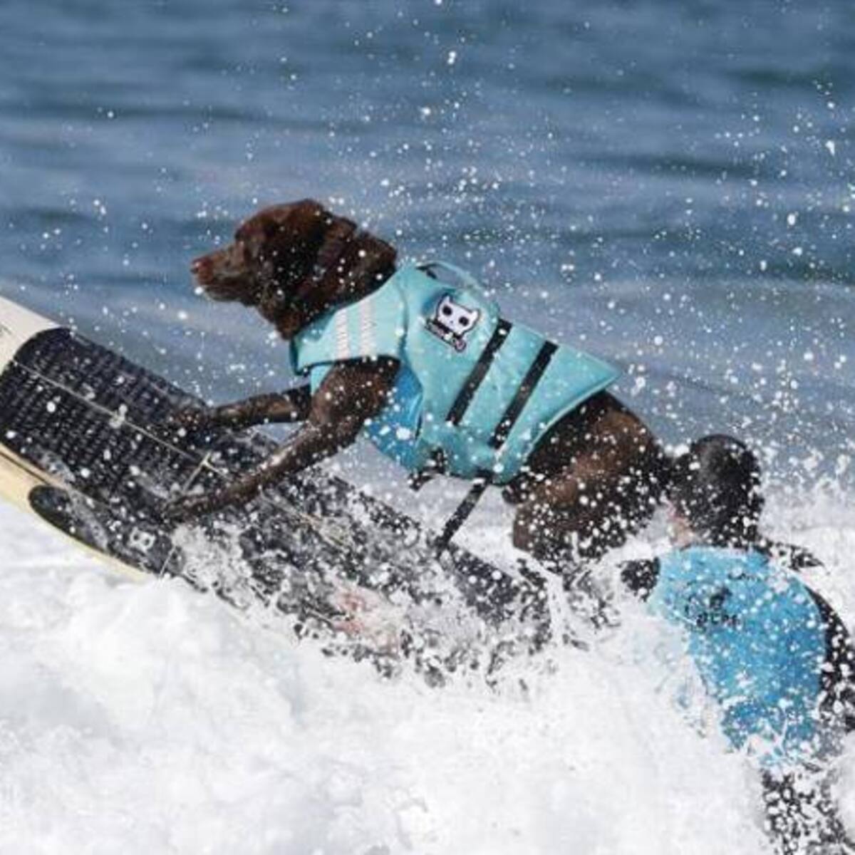 Los perros ahora desafían las olas del mar