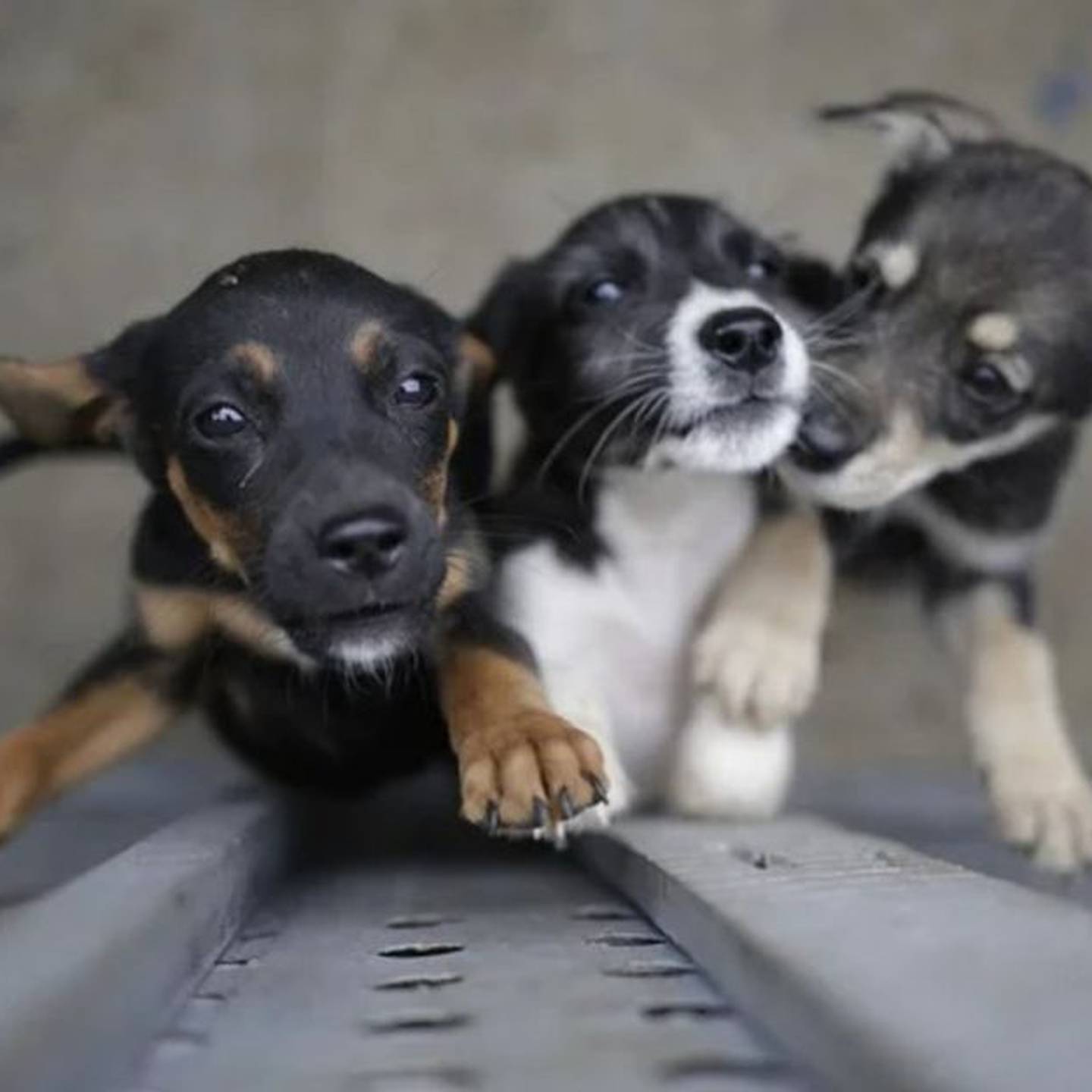 Animales fueron abandonados en la Terminal de Transporte de Pereira- Colprensa.