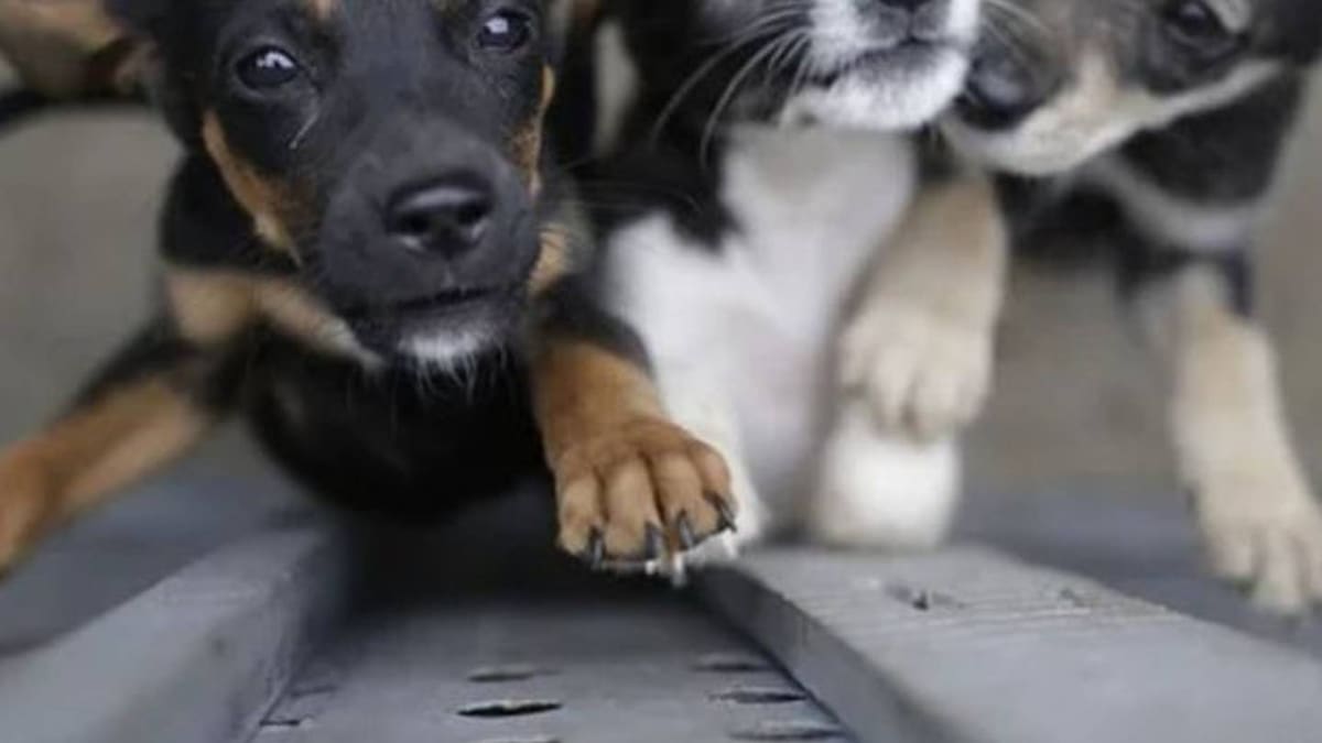Alerta por abandono de animales en la Terminal de Transportes de Pereira