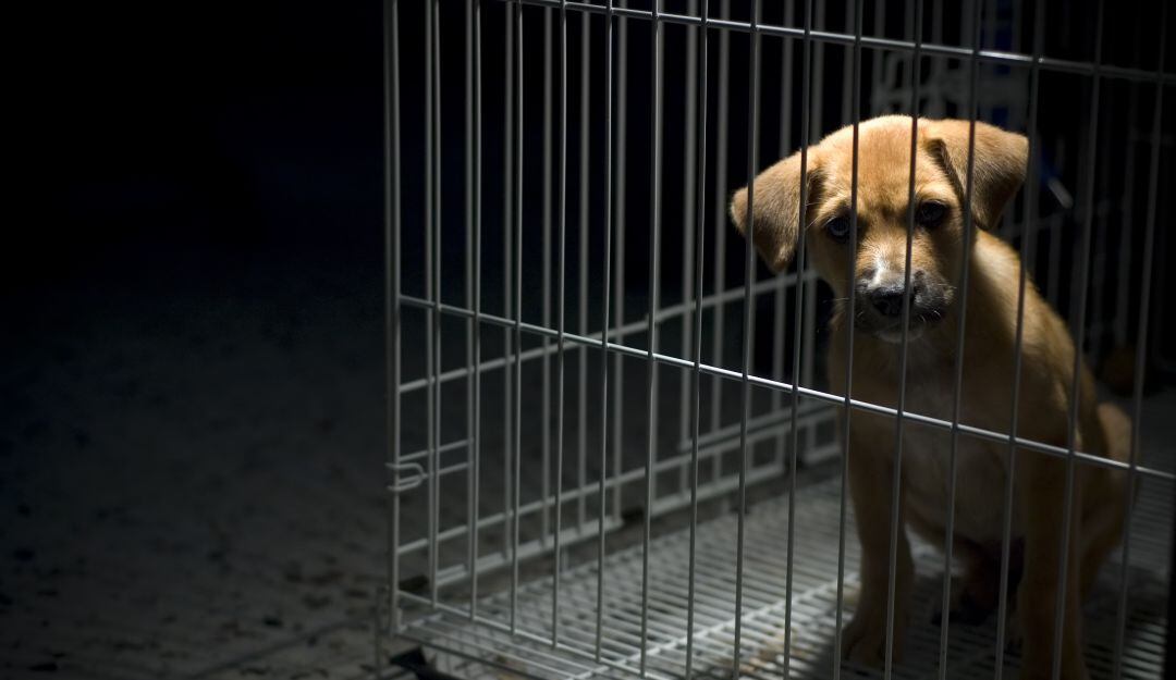 Peta señala al equipo de Jackass por maltrato animal en su última película