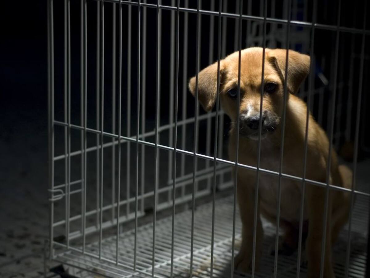 Peta señala al equipo de Jackass por maltrato animal en su última película