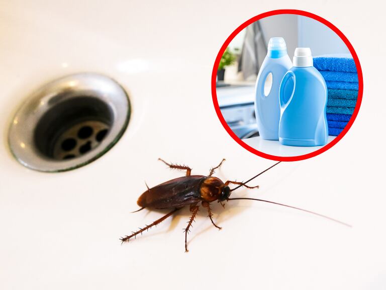 Cucarachas y suavizante / imágenes de referencia // Getty Images