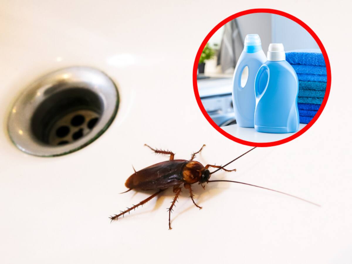 ¿El suavizante sirve para eliminar cucarachas? Estos serían los efectos