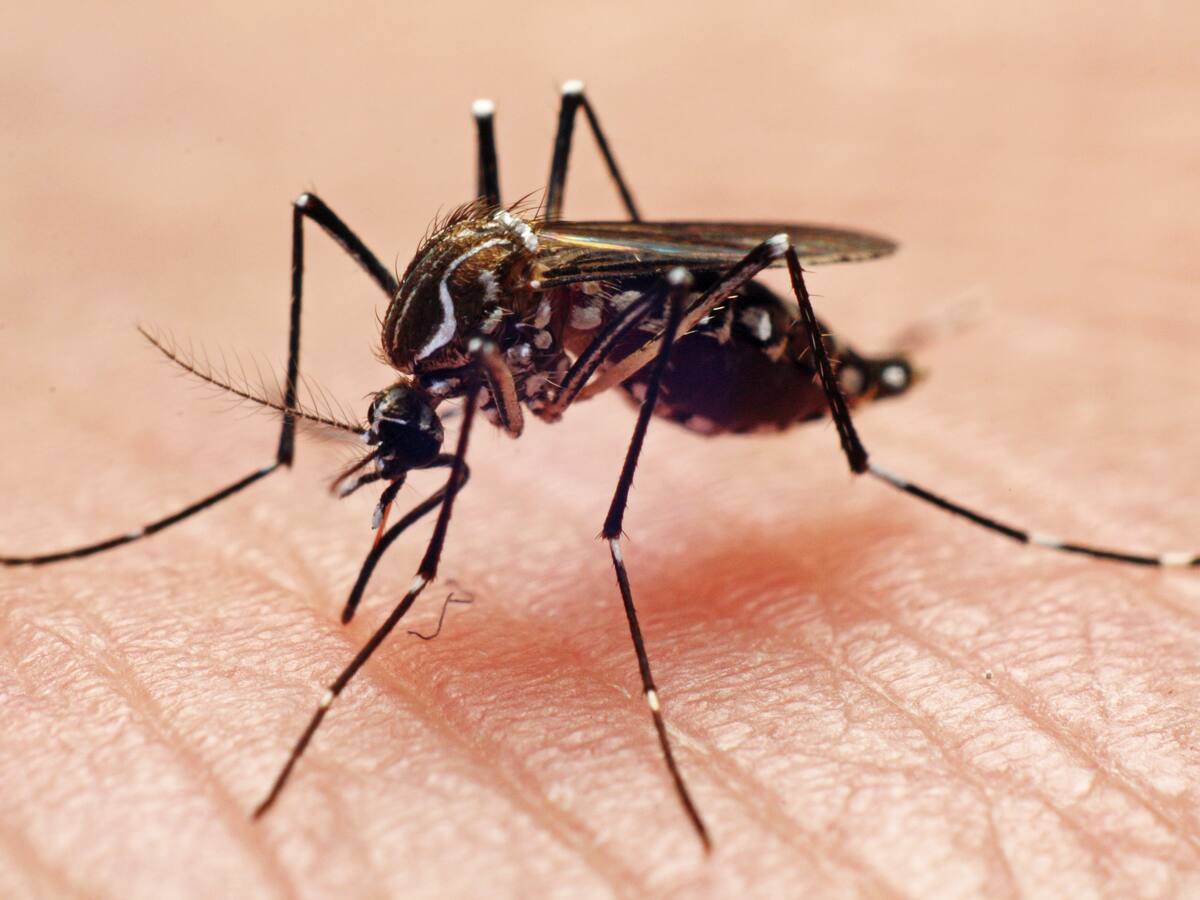 Aumentan número de contagiados de dengue en Bucaramanga