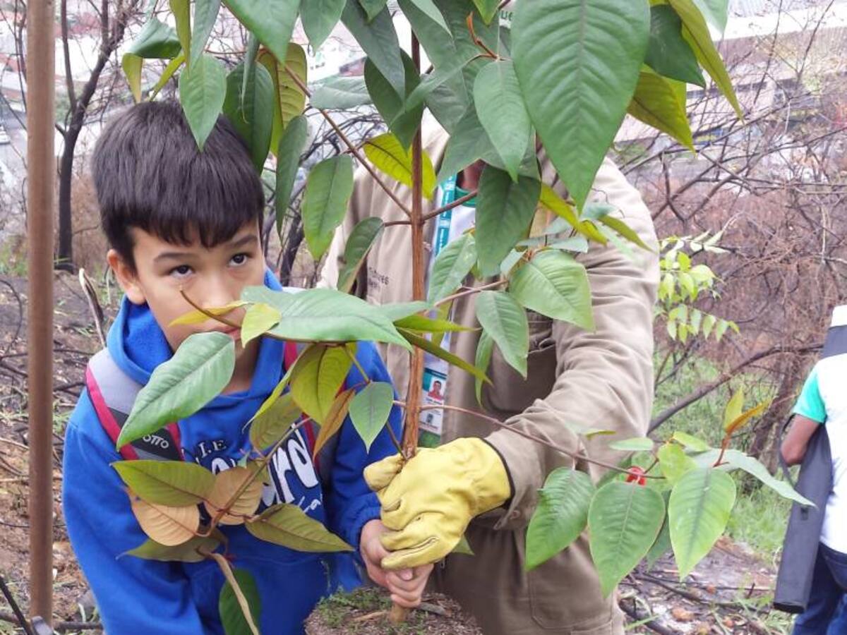 Medellín cuenta con 100 mil nuevos árboles nativos