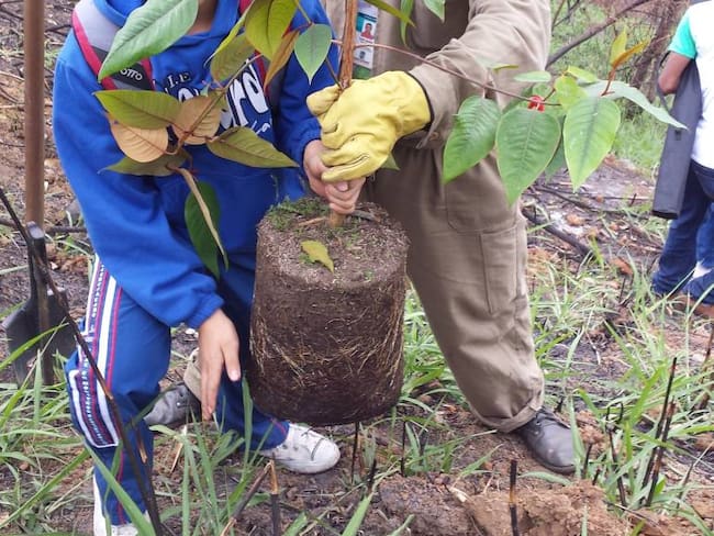 Medellín cuenta con 100 mil nuevos árboles nativos