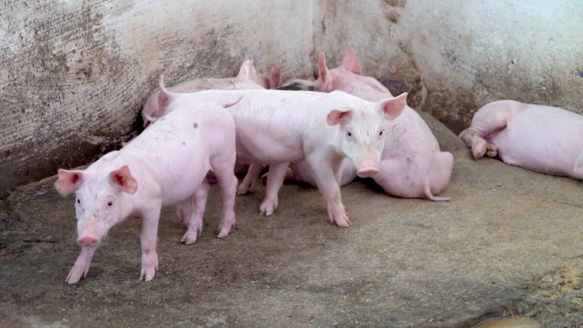 Colombia ya podrá vender carne de cerdo a Cuba