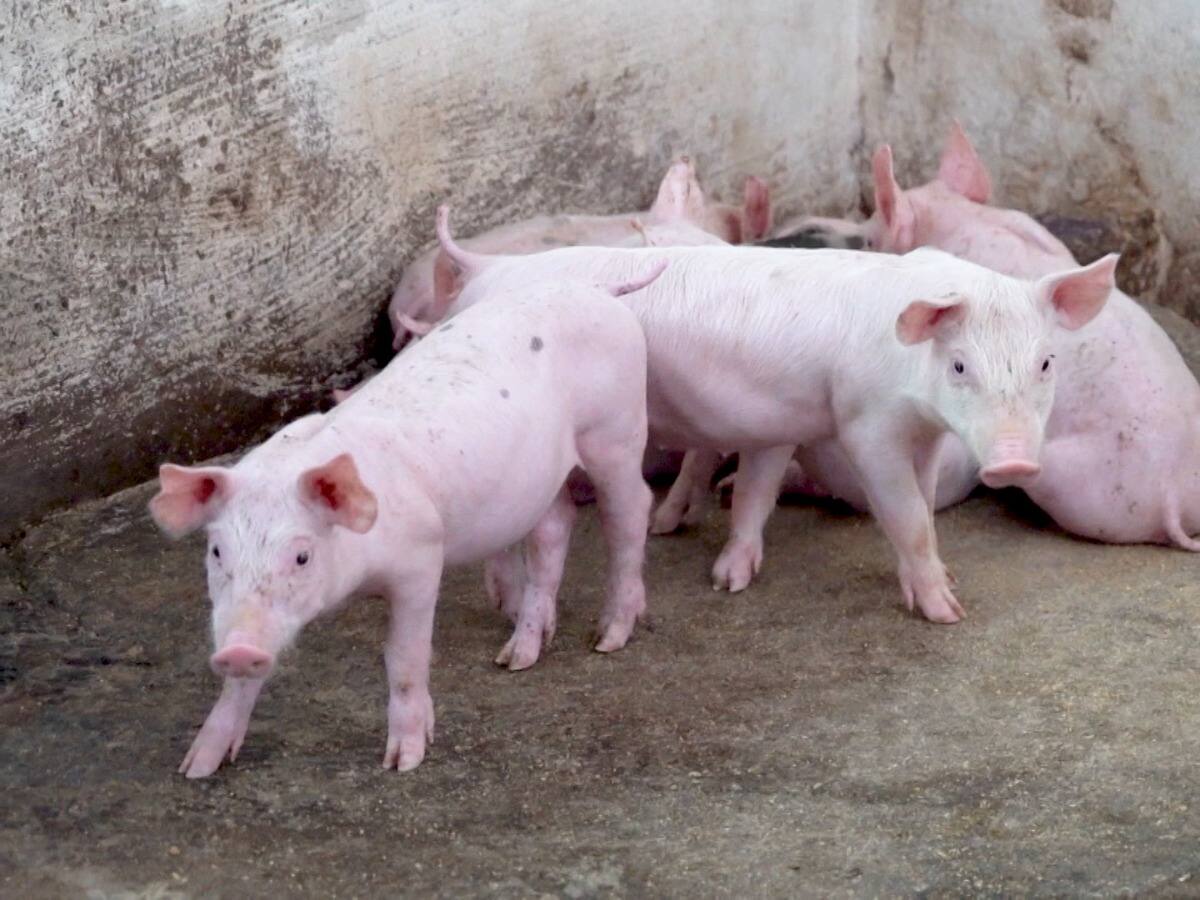 Cuba abre sus puertas a la carne porcina colombiana