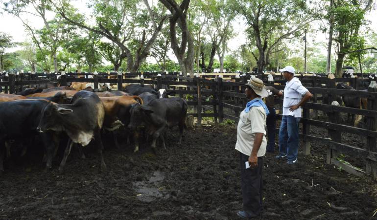 Invima avaló exportación de carne bovina a Libia.