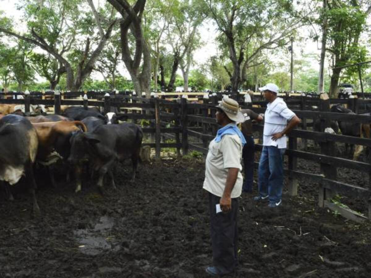 Invima avaló exportación de carne bovina a Libia