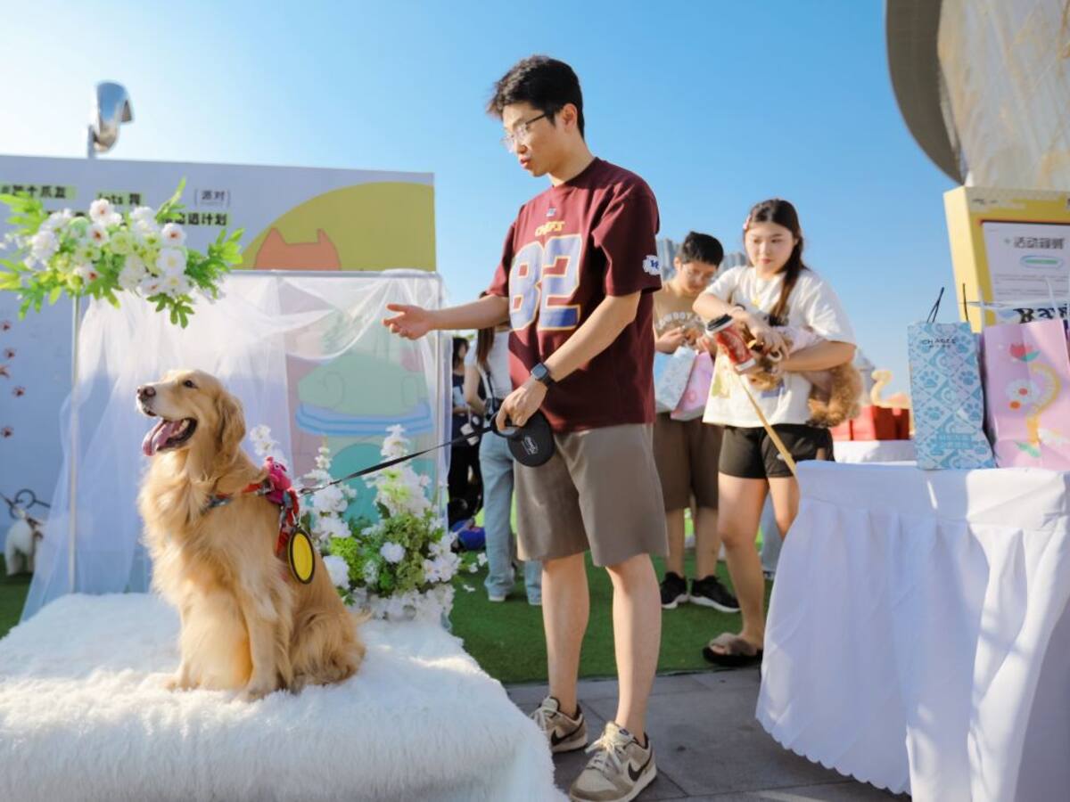 Evite que su perro tenga malos comportamientos: así debe adiestrarlo según la ciencia