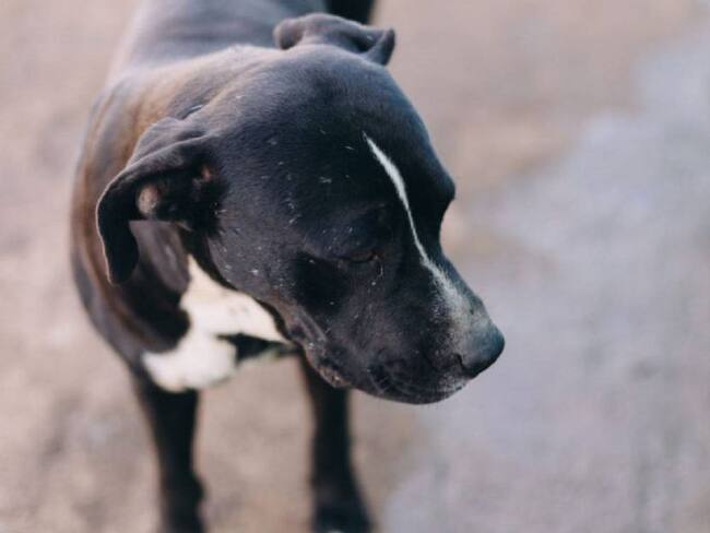 Perro callejero