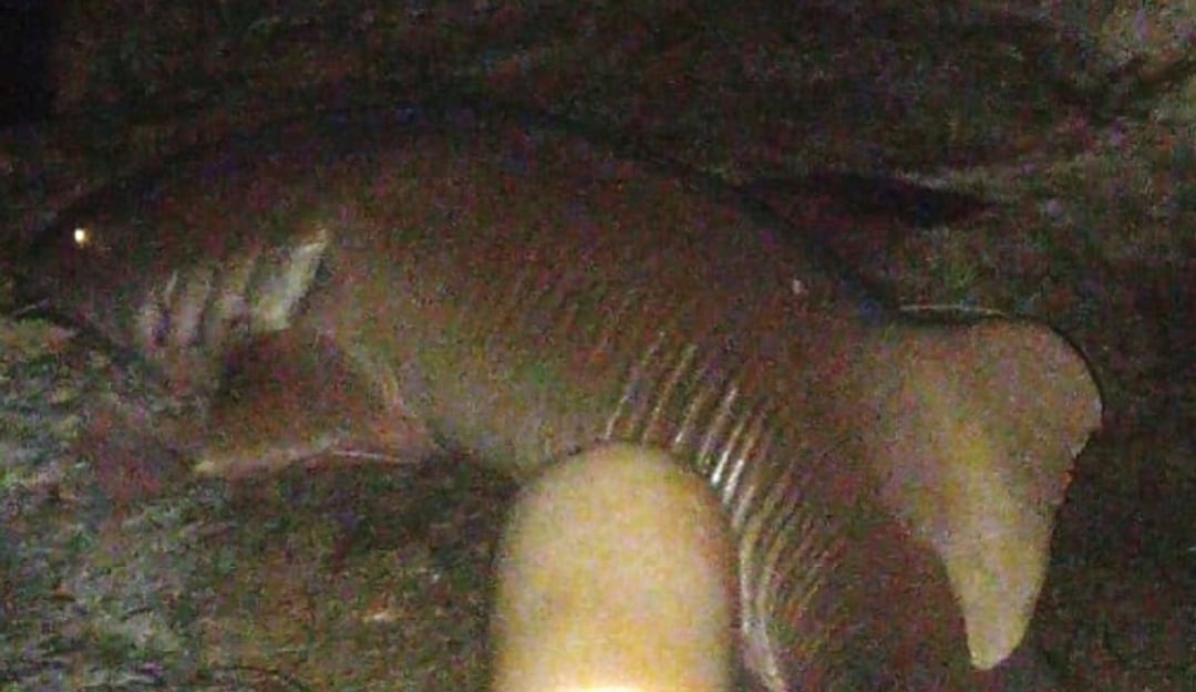 Tiburón Nodriza. Cortesía: Coralina