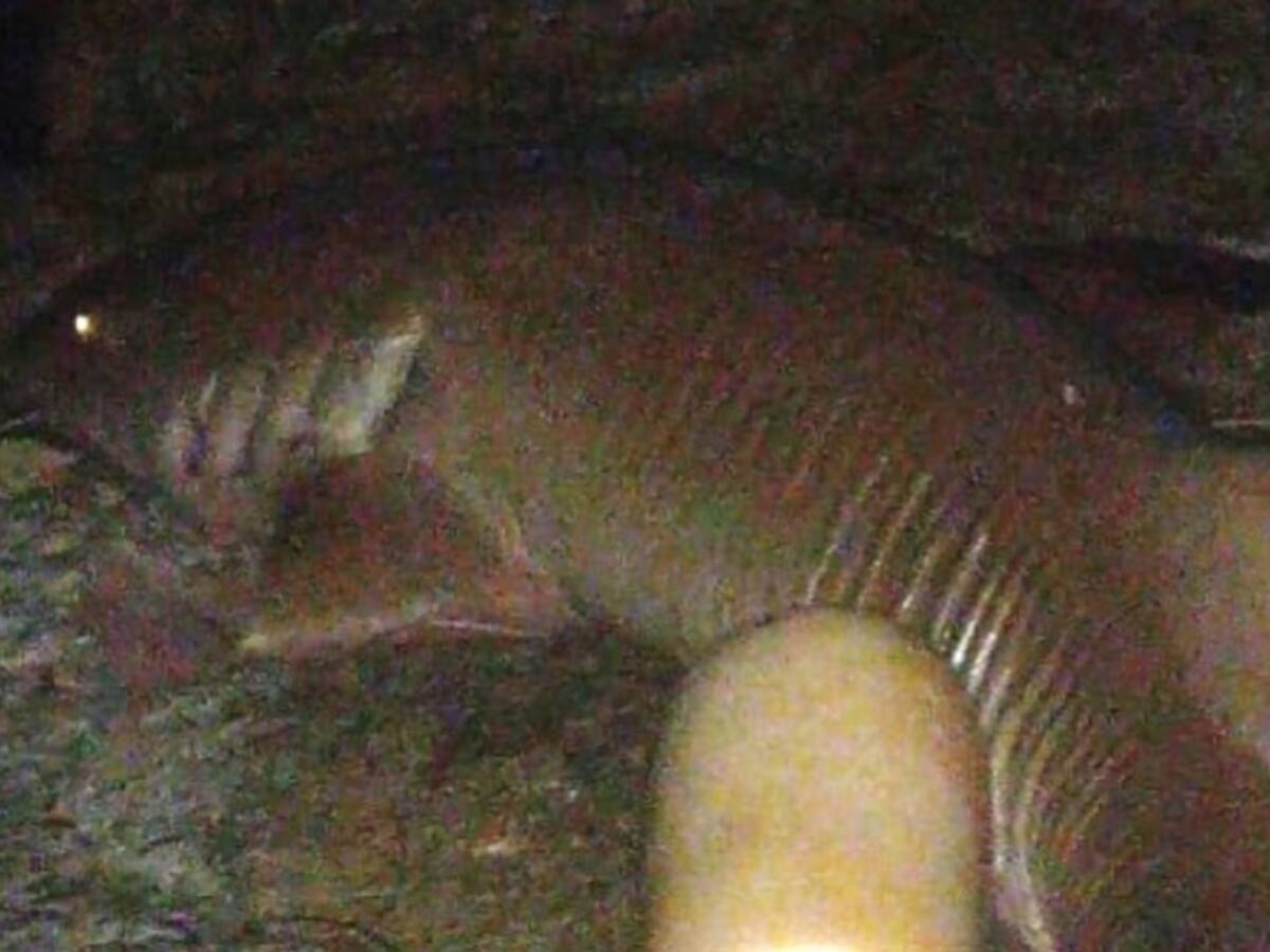 Denuncian la caza ilegal de un tiburón nodriza en San Andrés