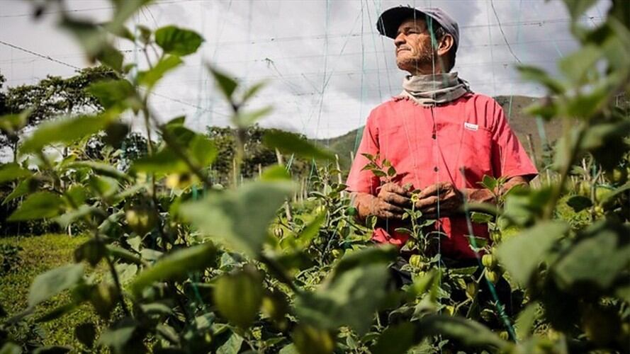 ANT presentó en Washington nuevos incentivos para que desmovilizados trabajen el campo. Foto: Colprensa