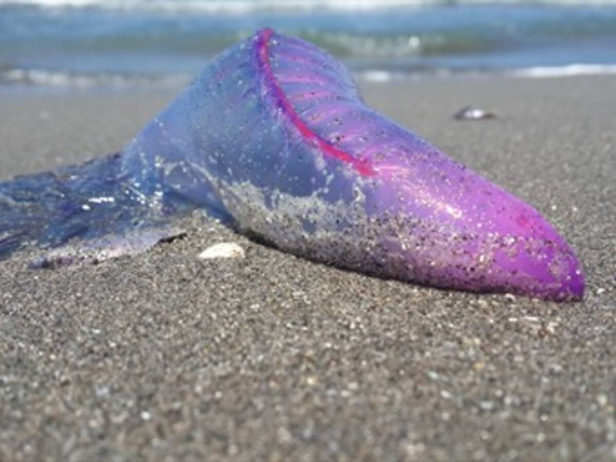 Alerta por aparición de falsa medusa venenosa en playas de Cartagena