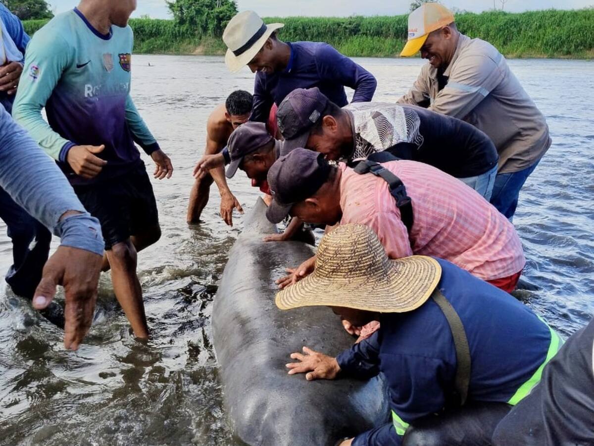 Rescatan 9 manatíes que quedaron varados en aguas del Magdalena Medio