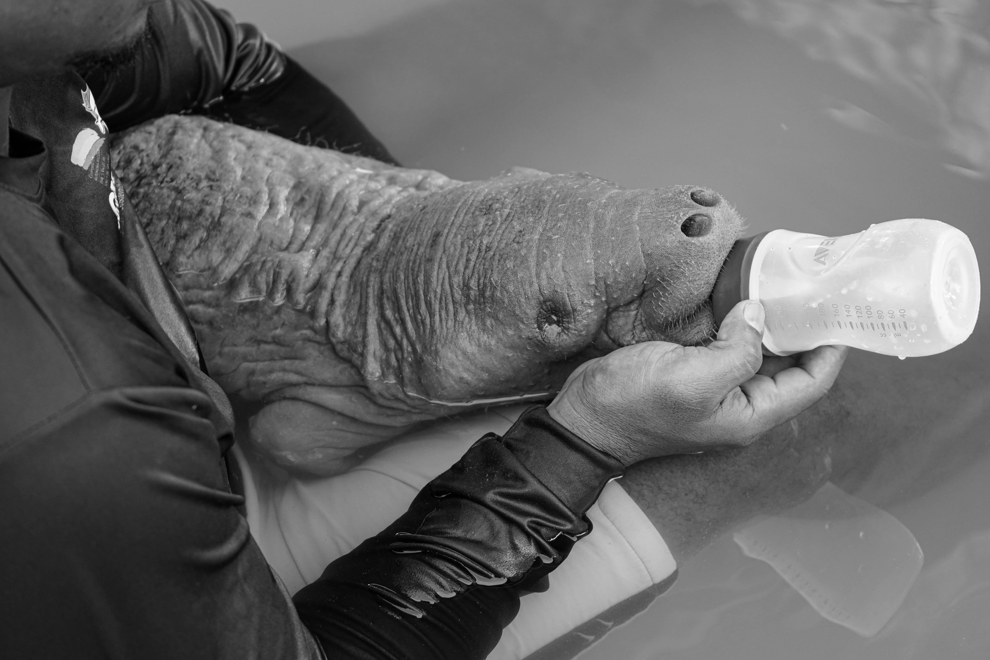 Manatí 'Esperanza'.