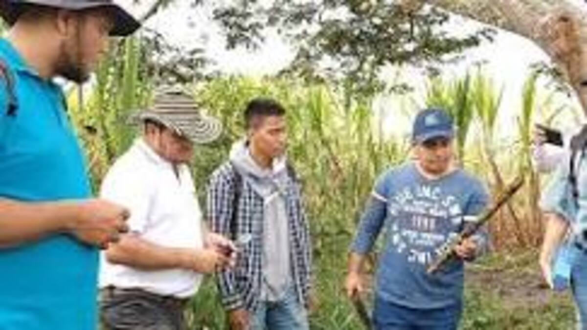 Pequeños productores del campo huilense enfrentan difícil situación por temporada seca