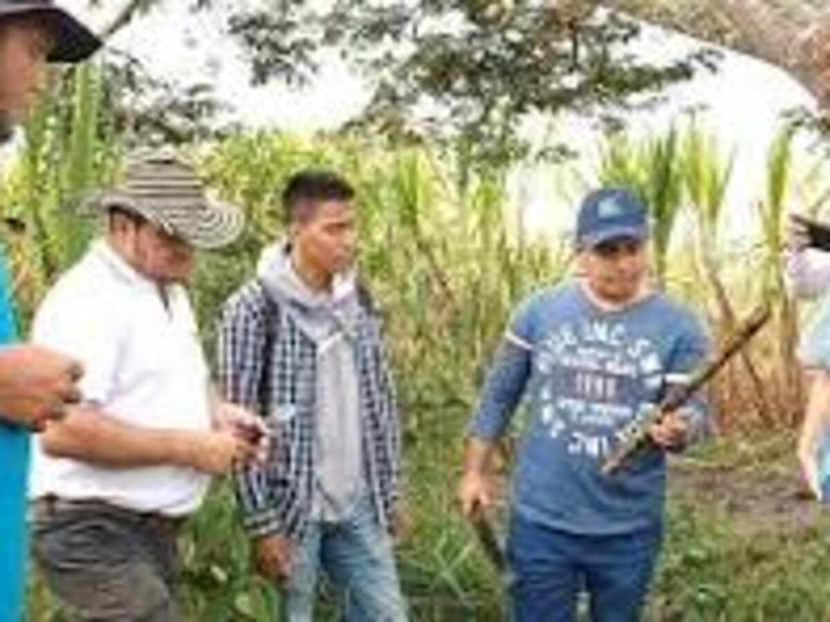 En el Mes del Campesino, quiénes y cuántos son