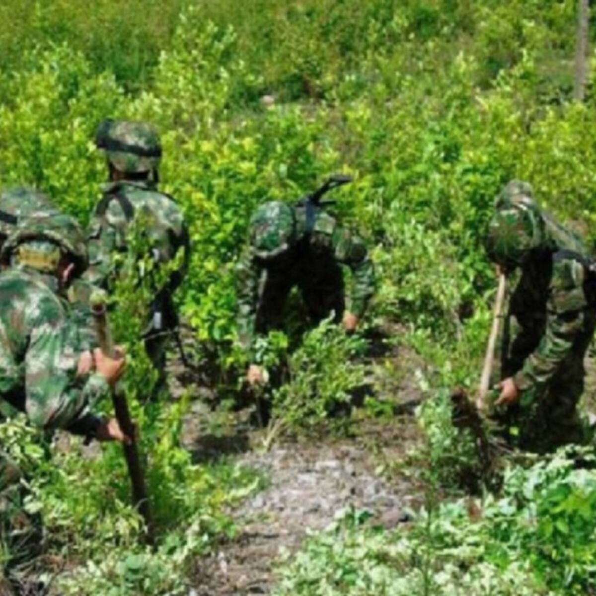Cocaleros marcharon en Catatumbo pidiendo parar erradicación