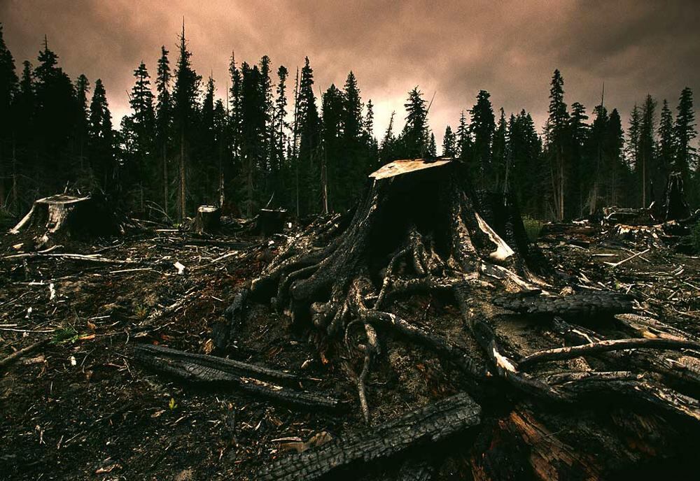 Deforestación. Imagen de referencia.