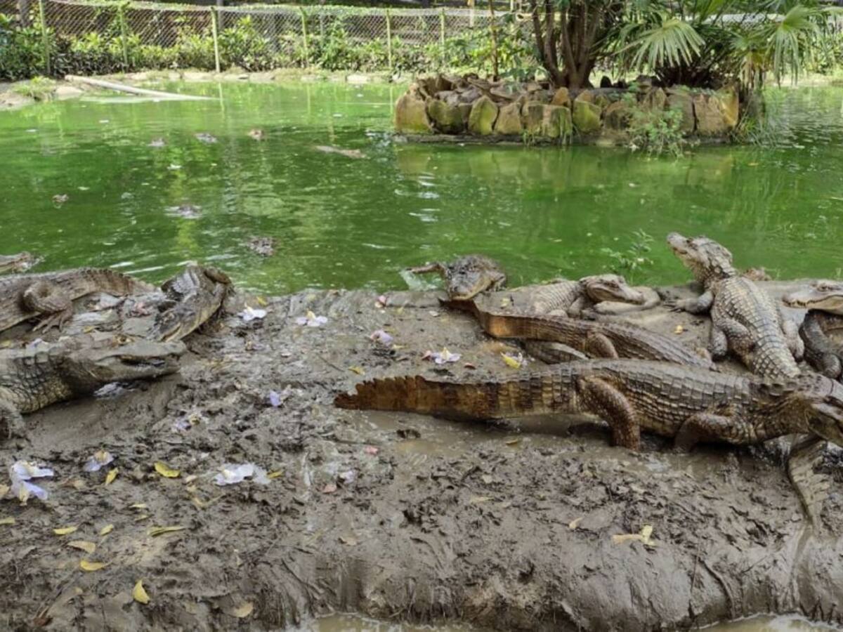 Parque Temático Vivarium: el hogar de la fauna de bosque seco en Cartagena