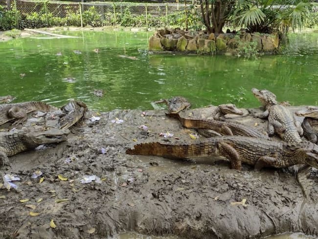 Parque Temático Vivarium: el hogar de la fauna de bosque seco en Cartagena