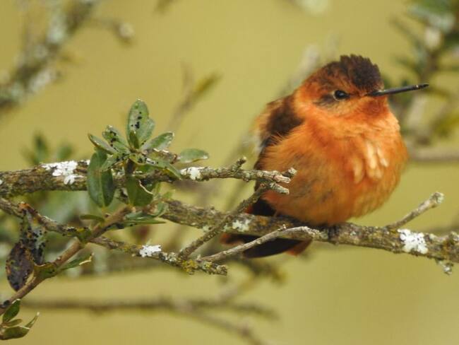 Una de estas es el colibrí paramuno