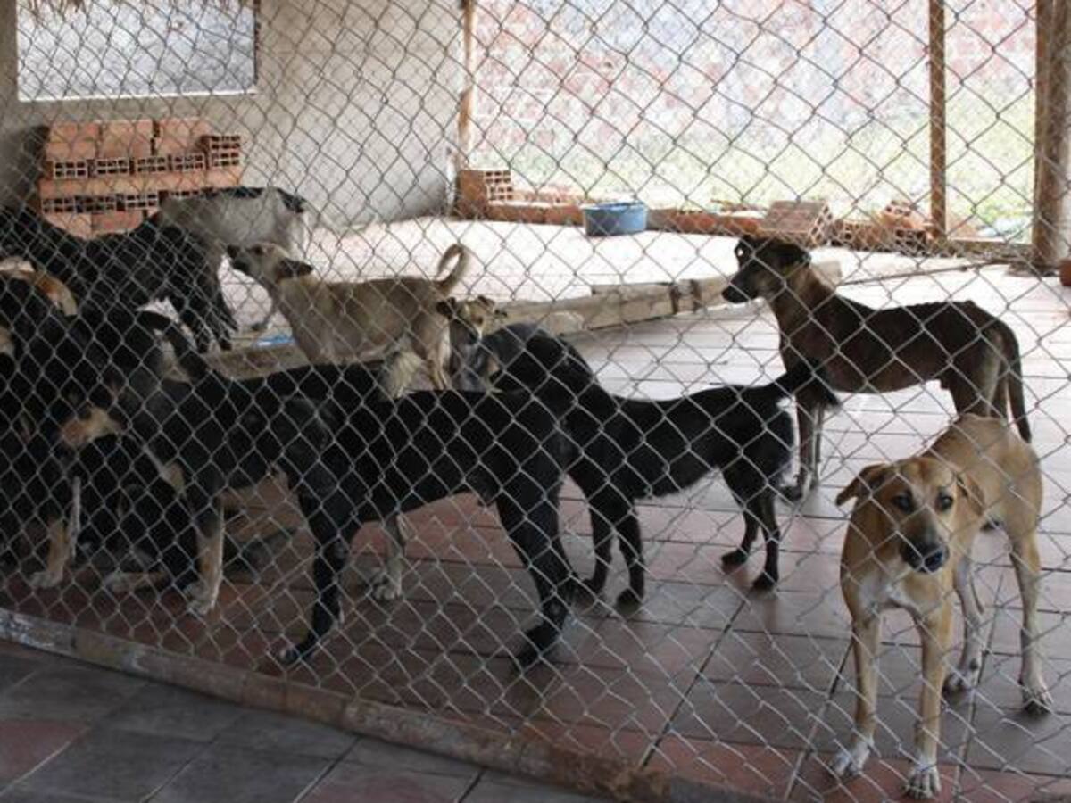 Rescatan a más de 100 perros maltratados en un local clandestino en Brasil